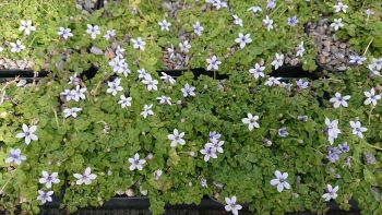 Pratia angulata - 8cm pot 